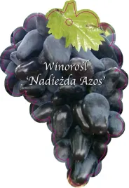 etykieta-szkolkarska-winorosl-nadiezda-azos-jumbo