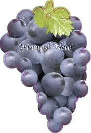 etykieta-szkolkarska-winorosl-nero-jumbo