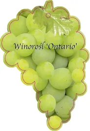 etykieta-szkolkarska-winorosl-ontario-jumbo
