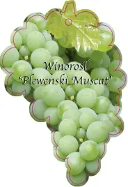 etykieta-szkolkarska-winorosl-plewenski-muscat