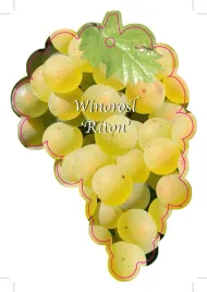 etykieta-szkolkarska-winorosl-riton-jumbo-zolty