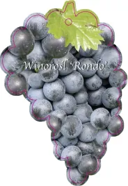 etykieta-szkolkarska-winorosl-rondo-jumbo