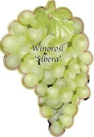 etykieta-szkolkarska-winorosl-sibera