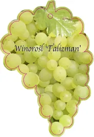 etykieta-szkolkarska-winorosl-talizman-jumbo