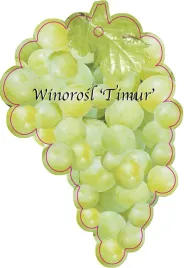 etykieta-szkolkarska-winorosl-timur-jumbo