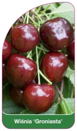etykieta-szkolkarska-wisnia-groniasta