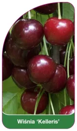 etykieta-szkolkarska-wisnia-kelleris