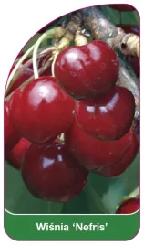 etykieta-szkolkarska-wisnia-nefris