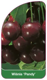 etykieta-szkolkarska-wisnia-pandy
