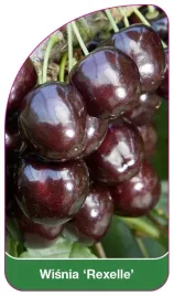 etykieta-szkolkarska-wisnia-rexelle