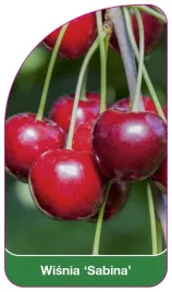 etykieta-szkolkarska-wisnia-sabina