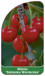 etykieta-szkolkarska-wisnia-szklanka-werderska