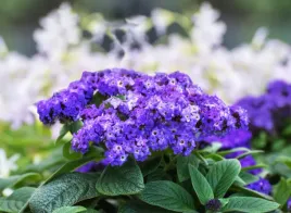 heliotrop-ogrodowy-silnie-pachnace-kwiaty-nasiona-kwiatow-ozdobnych