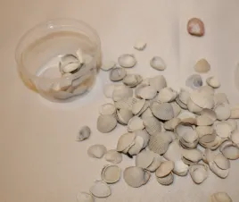 muszelki-znad-morza-muszle-morskie-do-dekoracji-i-szkoly