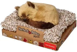 perfect-petzzz-maly-kociak-syjamski