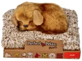 maly-kundelek-perfect-petzzz