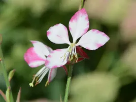 gaura-rosy-jane-bialo-rozowe-kwiaty-piekna-bylina-do-ogrodu-sadzonka-p9