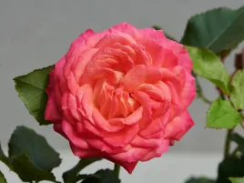 roza-rabatowa-efimia-hit-kompaktowa-pomaranczowo-rozowa-c4