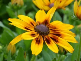 rudbekia-alicia-zolte-kwiaty-jak-slonecznik-sunbeckia-piekna-bylina-p9