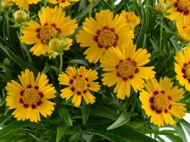 nachylek-wielkokwiatowy-solanna-bright-touch-zolte-kwiaty-do-ogrodu-p9