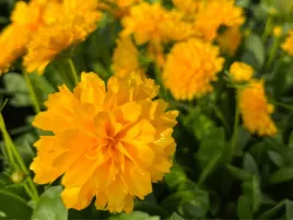 nachylek-solanna-golden-sphere-sadzonka-p9-zolty-pelny-kwiat-bylina