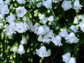 dzwonek-drobny-elizabeth-olivier-sadzonka-p9-blekitne-kwiaty-bylina