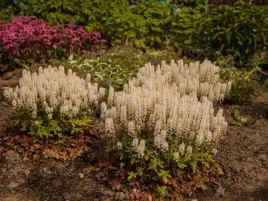 tiarella-spring-symphony-sadzonka-p9-jasnorozowa-bylina