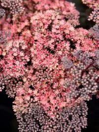 rozchodnik-globe-pink-rozowe-kwiaty-odporna-roslina-na-skalniaki-p9