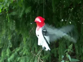 dzieciol-z-obracajacymi-sie-skrzydlami