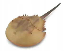 skrzyplocz