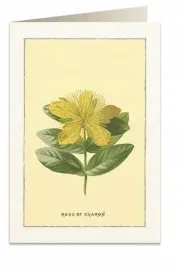 karnet-b6-koperta-6018-roza-sharon-tassotti
