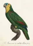 karnet-st452-b6-koperta-papuga