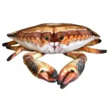 krab-31cm