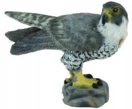 sokol