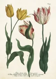 karnet-st449-b6-koperta-tulipany