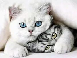 haft-diamentowy-diamond-painting-mozaika-diamentowa-dla-dzieci-zestaw-kotek