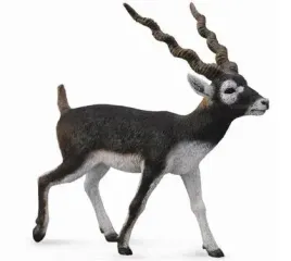 antylopa-blackbuck-collecta