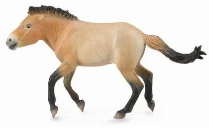 ogier-przewalski-collecta