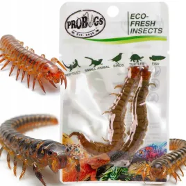 probugs-eco-fresh-scolopendra-centipede-2pcs-swieze-skolopendry