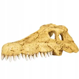 repti-zoo-crocodile-skull-s-czaszka-krokodyla