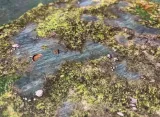 battlesystems-lakes-and-bogs-nazwa-bs051