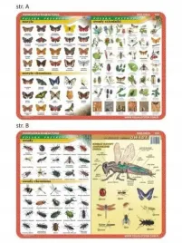 podkladka-edu-025-motyle-owady-anatomia-vi