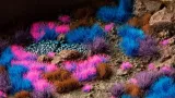 gamers-grass-set-mystic-nebulae-nazwa-gamersgrass-set-mystic-nebulae