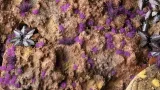 gamers-grass-tiny-tufts-2-mm-alien-purple-stan-nowy-nazwa-gamersgrass-tiny-alien-purple-2-mm