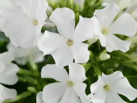 floks-wiechowaty-plomyk-early-white-sadzonka-p9-niski-biale-kwiaty