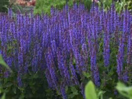 szalwia-omszona-ozdobna-blue-field-sadzonka-p9-fioletowo-niebieski