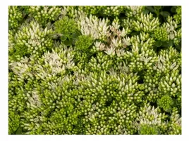 rozchodnik-kaukaski-album-sadzonka-p9-bylina-do-ogrodu-i-na-skalniak