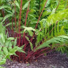 paproc-ogrodowa-athyrium-lady-in-red-sadzonka-doniczka-p9-paprotka