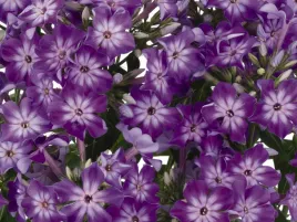 floks-plomyk-wiechowaty-early-purple-eye-sadzonka-p9-fioletowy