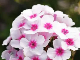 floks-wiechowaty-plomyk-flame-pro-soft-pink-sadzonka-p9-bialo-rozowy